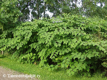 Fallopia japonica